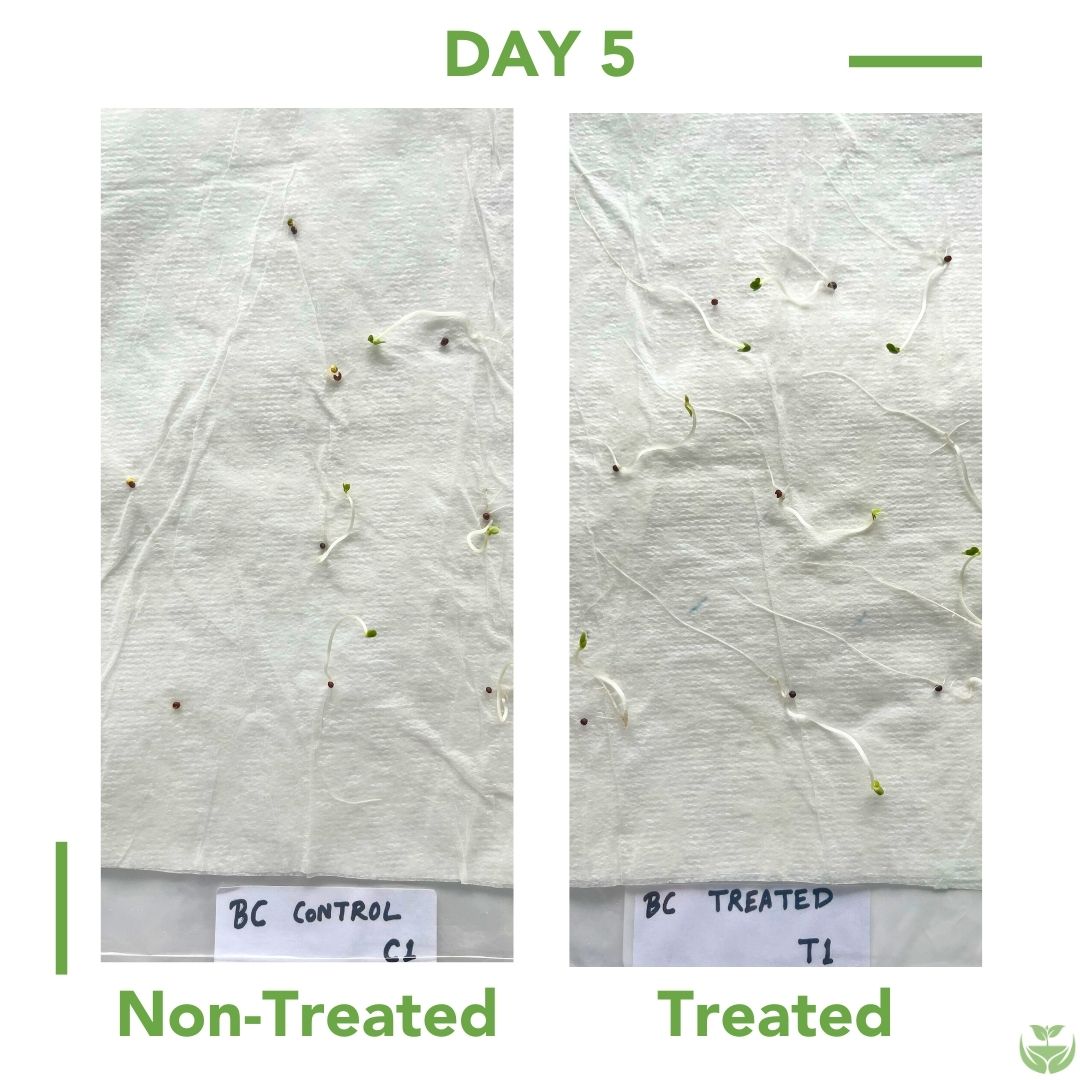 Carrot Seed Germination
