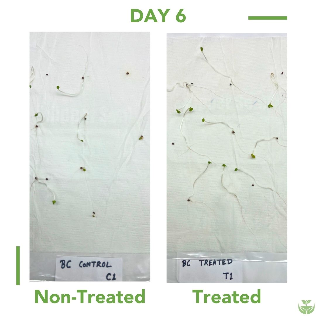 Carrot Seed Germination