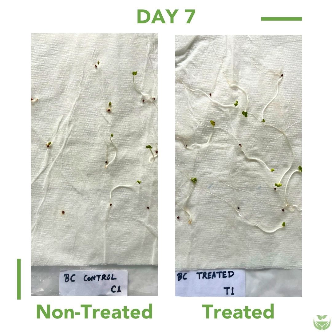 Carrot Seed Germination
