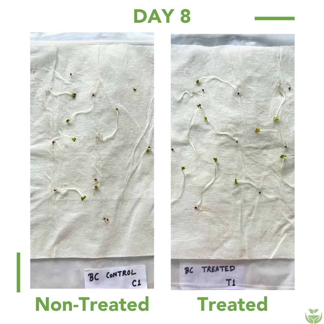 Carrot Seed Germination