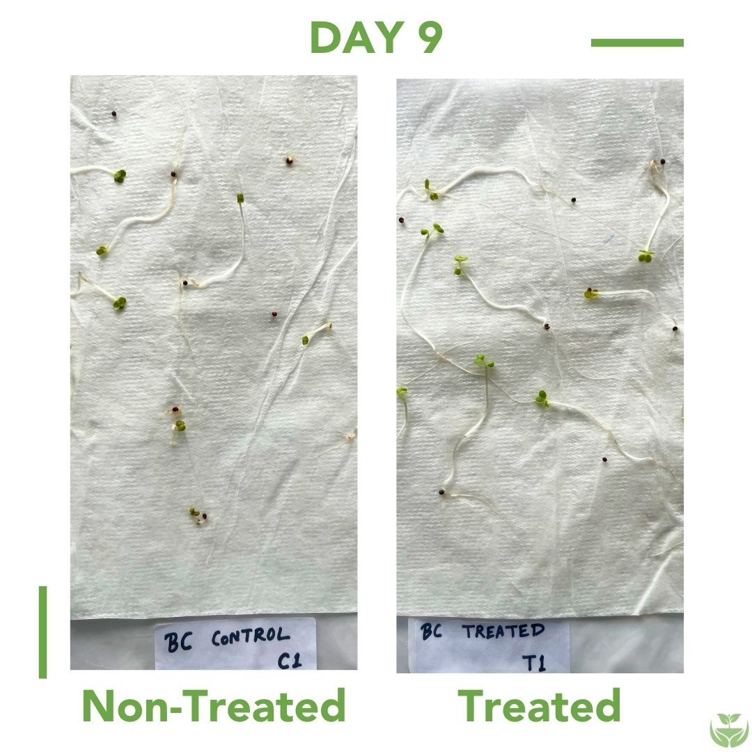 Carrot Seed Germination