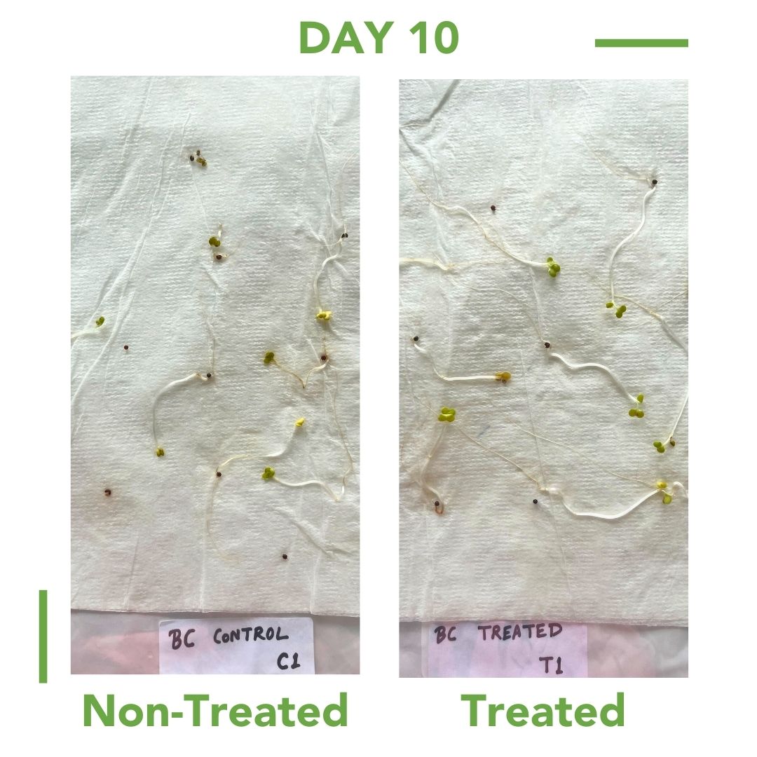 Carrot Seed Germination