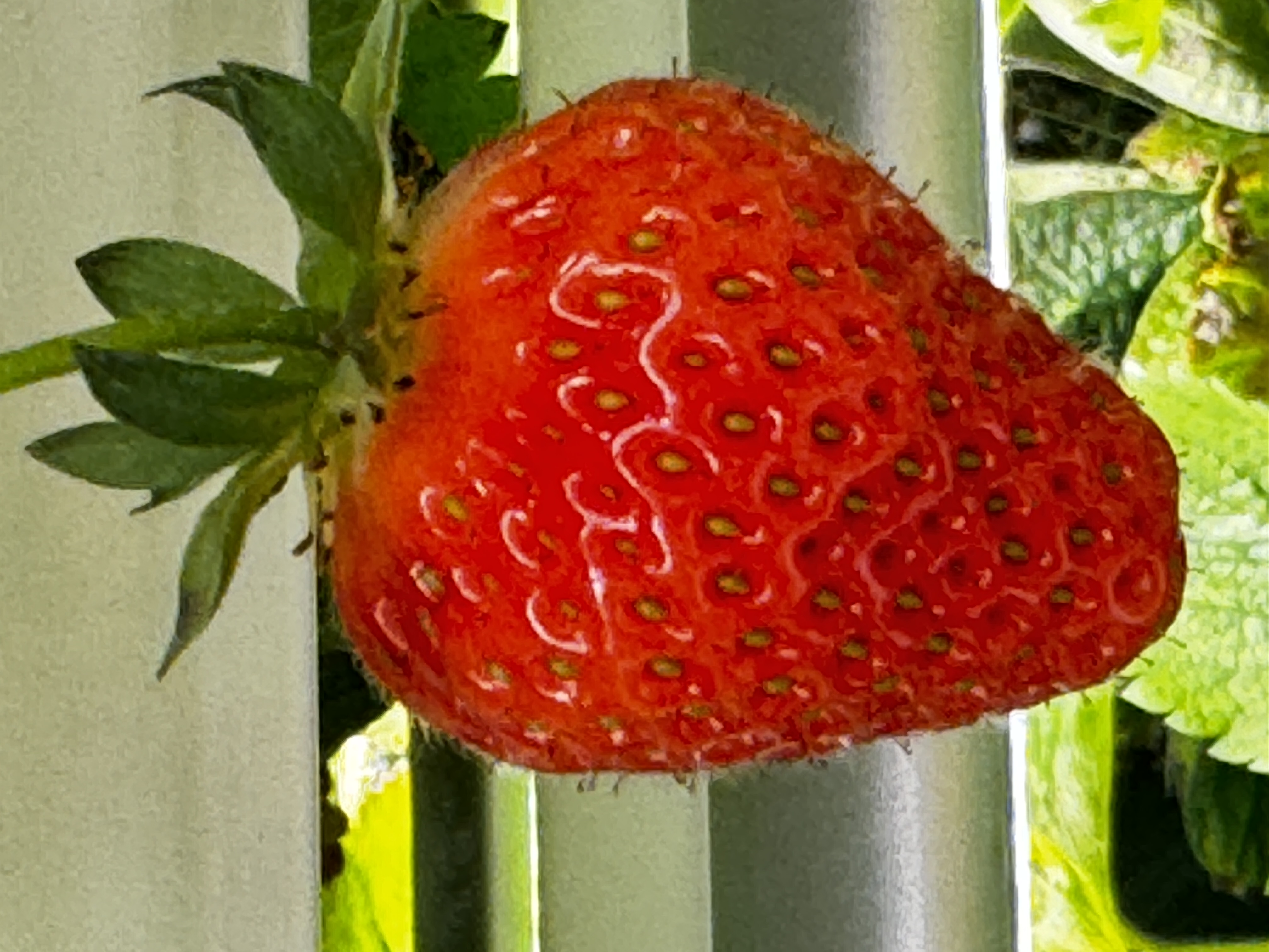 Gush Farms