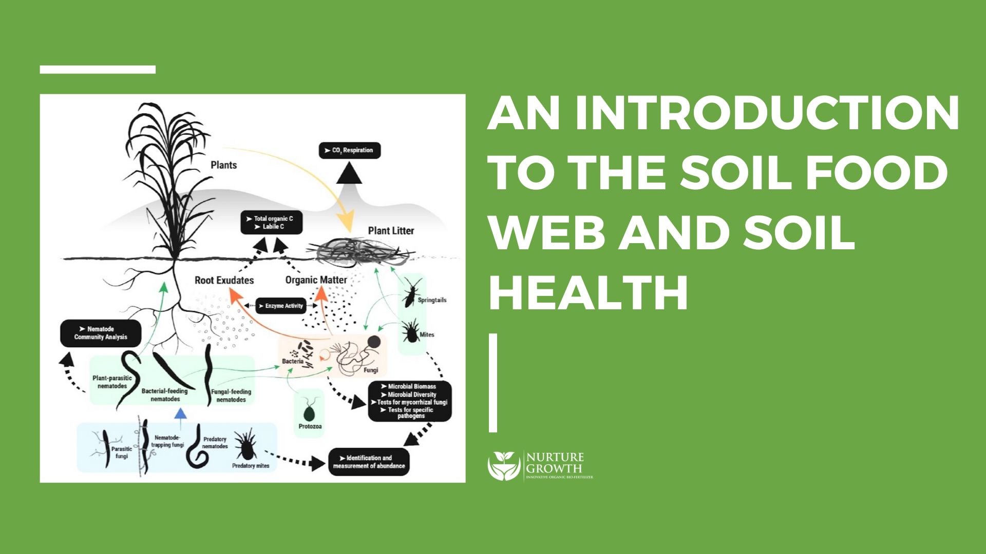 Introduction to Soil Food Web and Soil Health