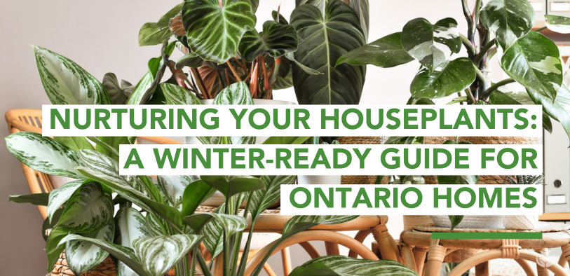 Winterizing Your Houseplants Blog Cover