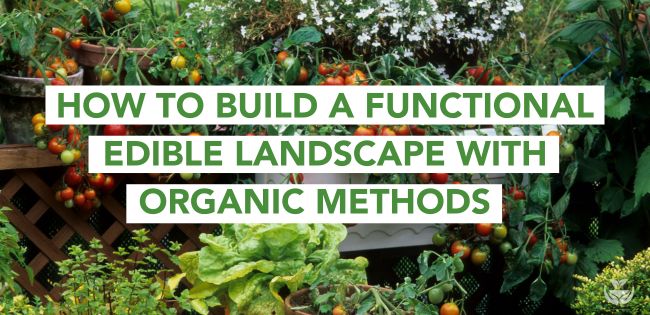 Build Functional Garden Blog Banner