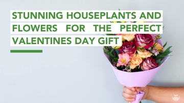 Valentines Day Flowers Blog Cover