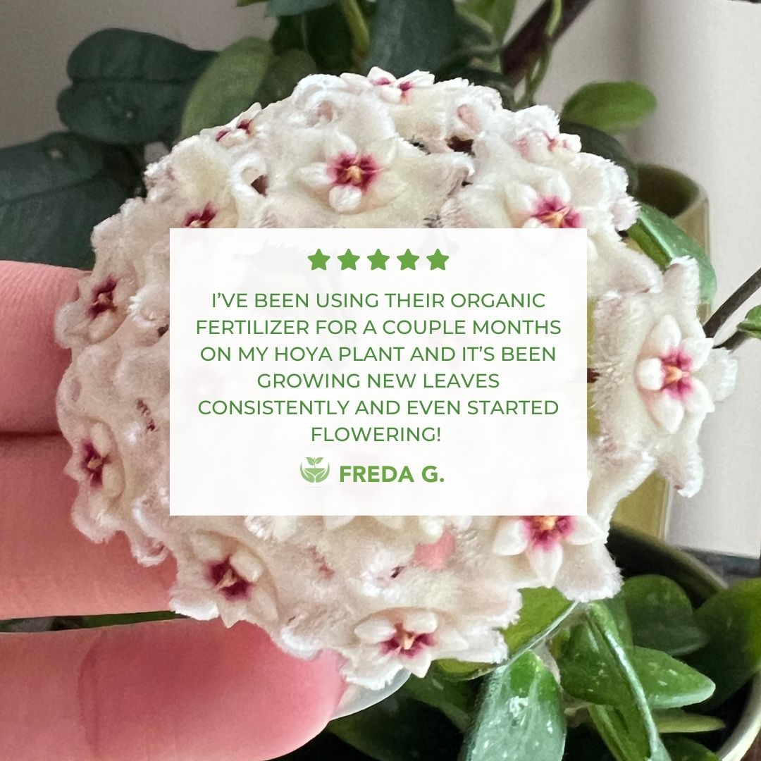 Google Review