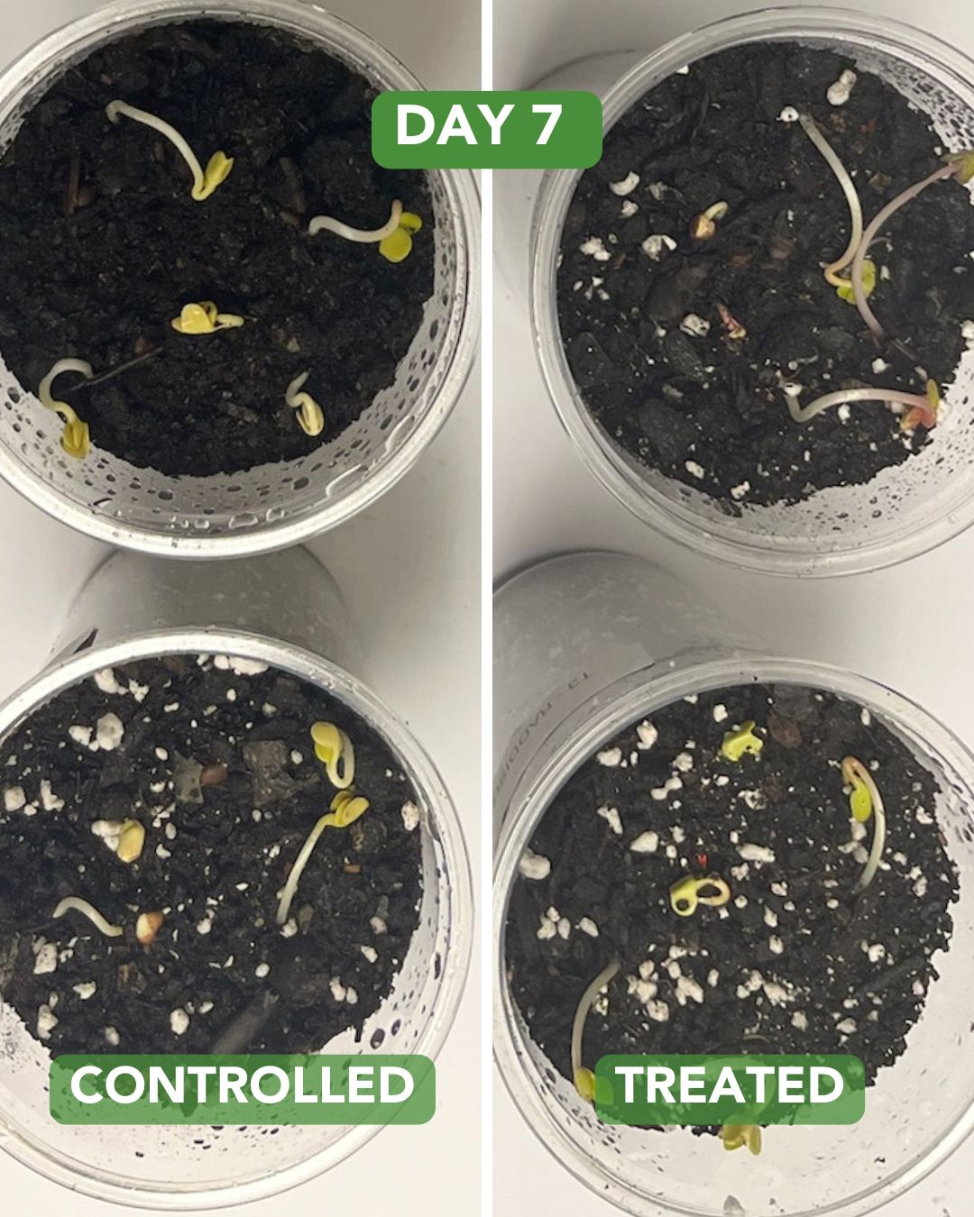 Day 7 Radish Plant Experiment