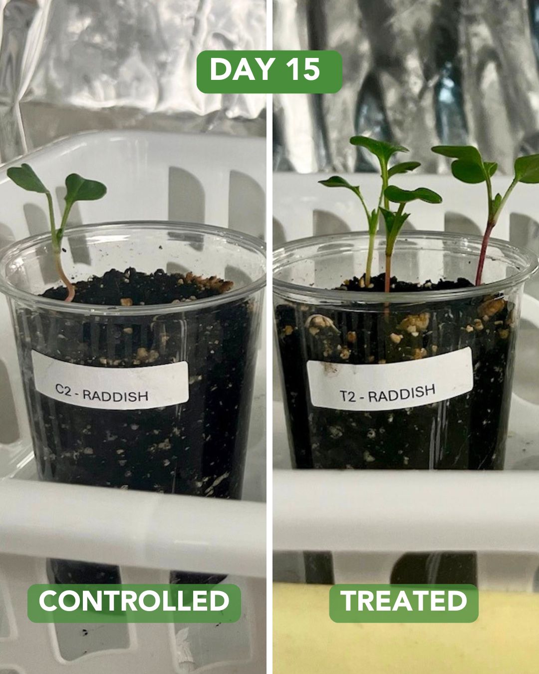 Day 15 Radish Plant Experiment