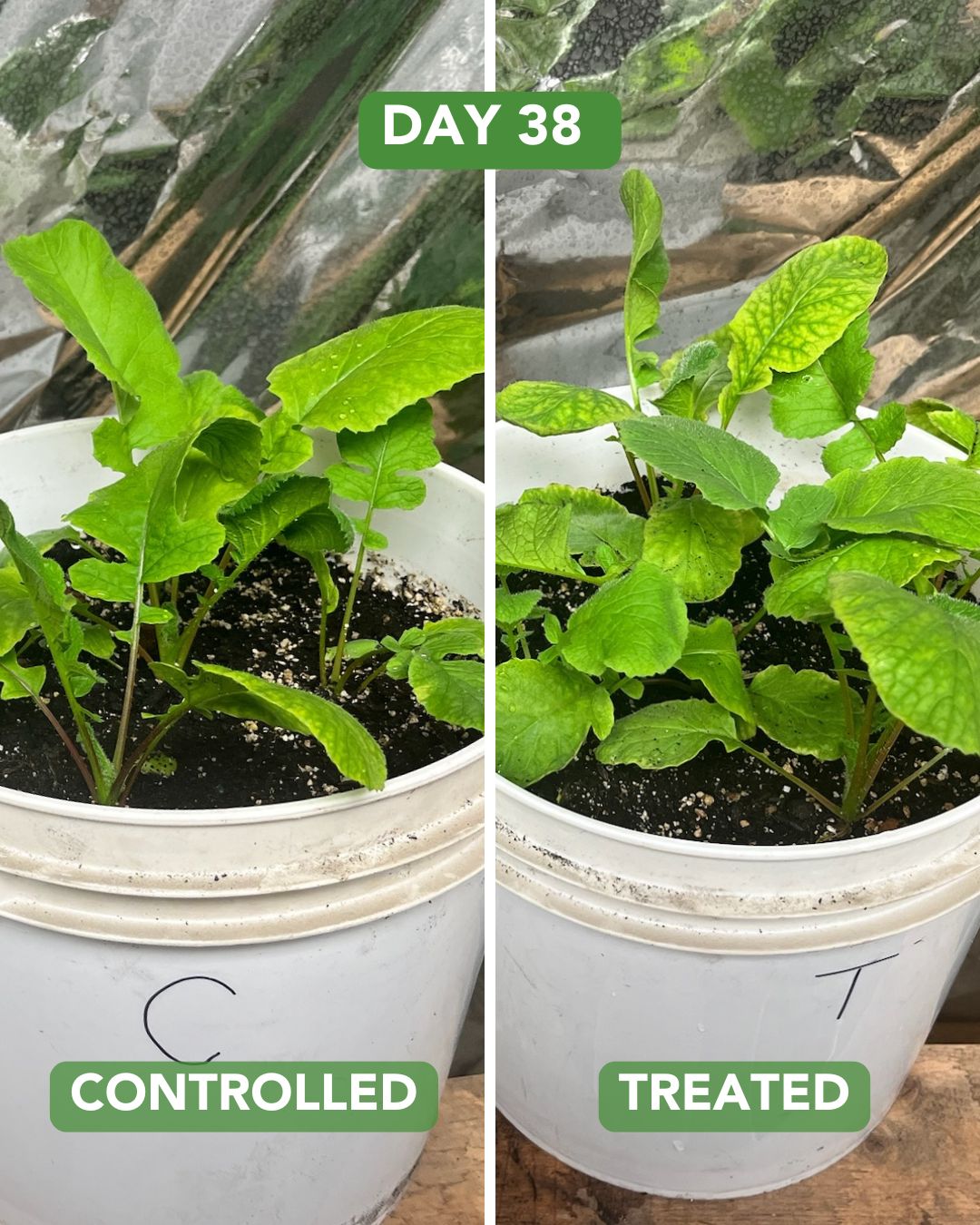 Day 38 Radish Plant Experiment