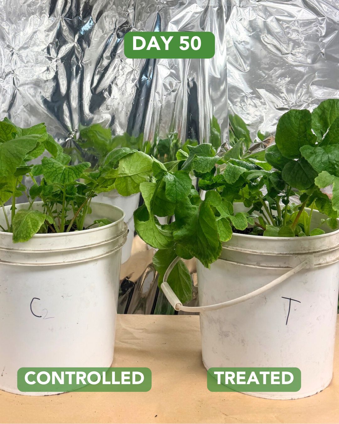 Day 50 Radish Plant Experiment