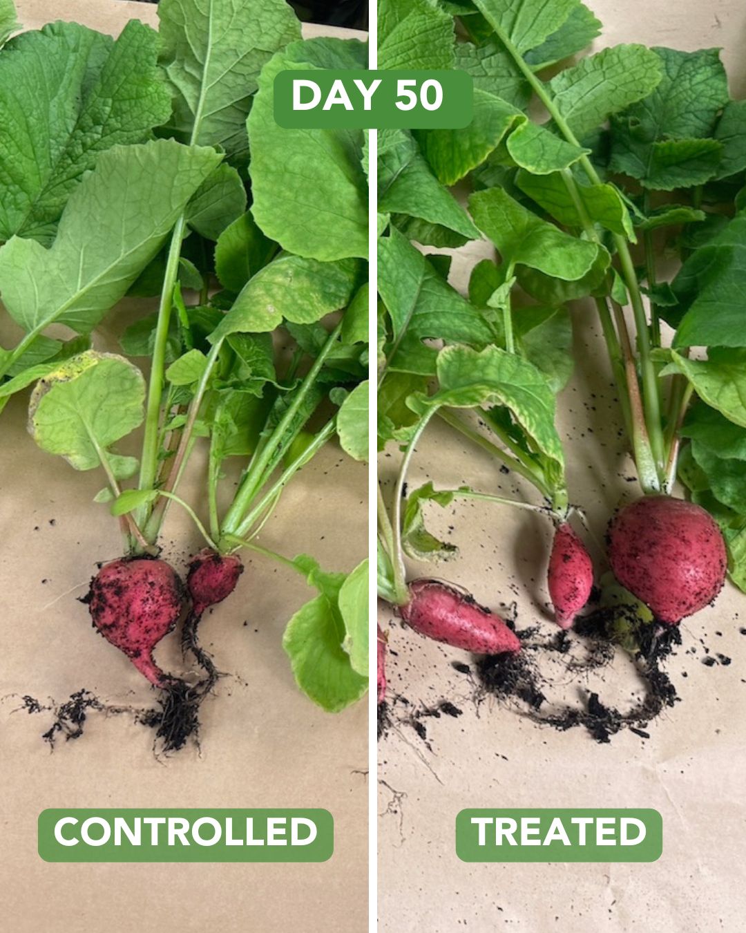 Day 50 Radish Plant Experiment