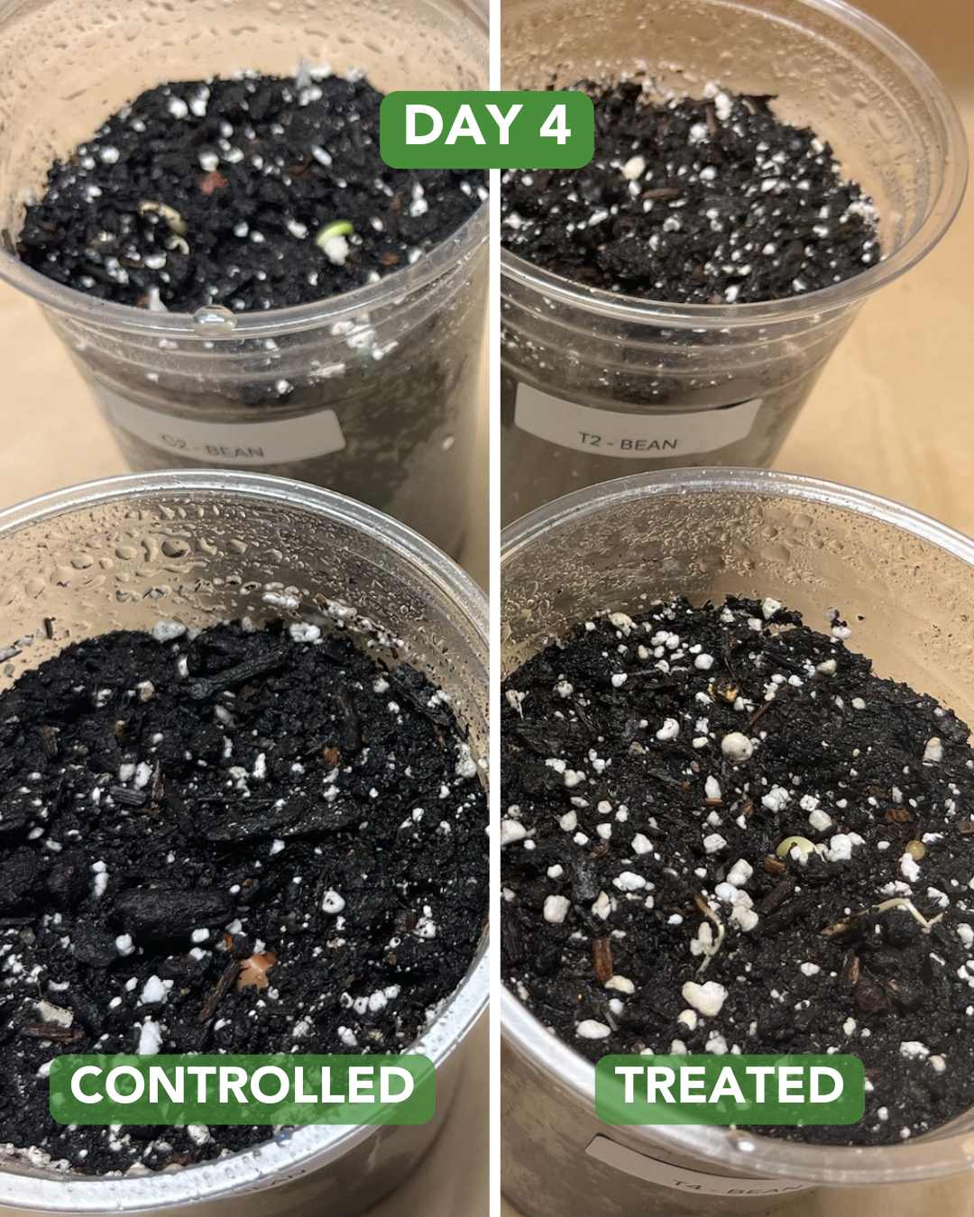 Day 7 Radish Plant Experiment