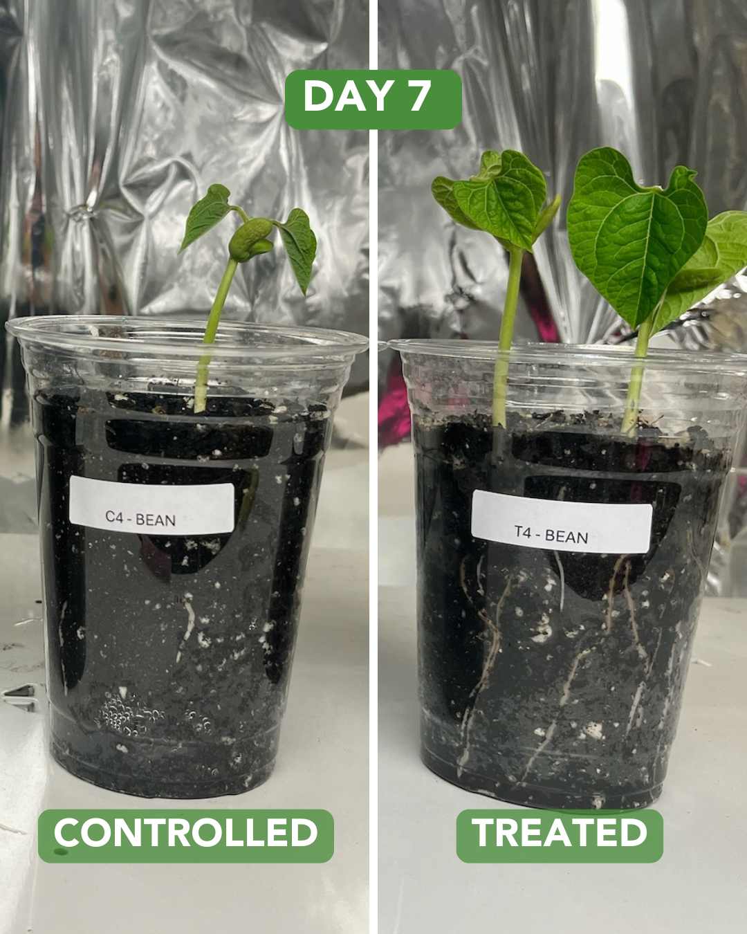 Day 15 Radish Plant Experiment
