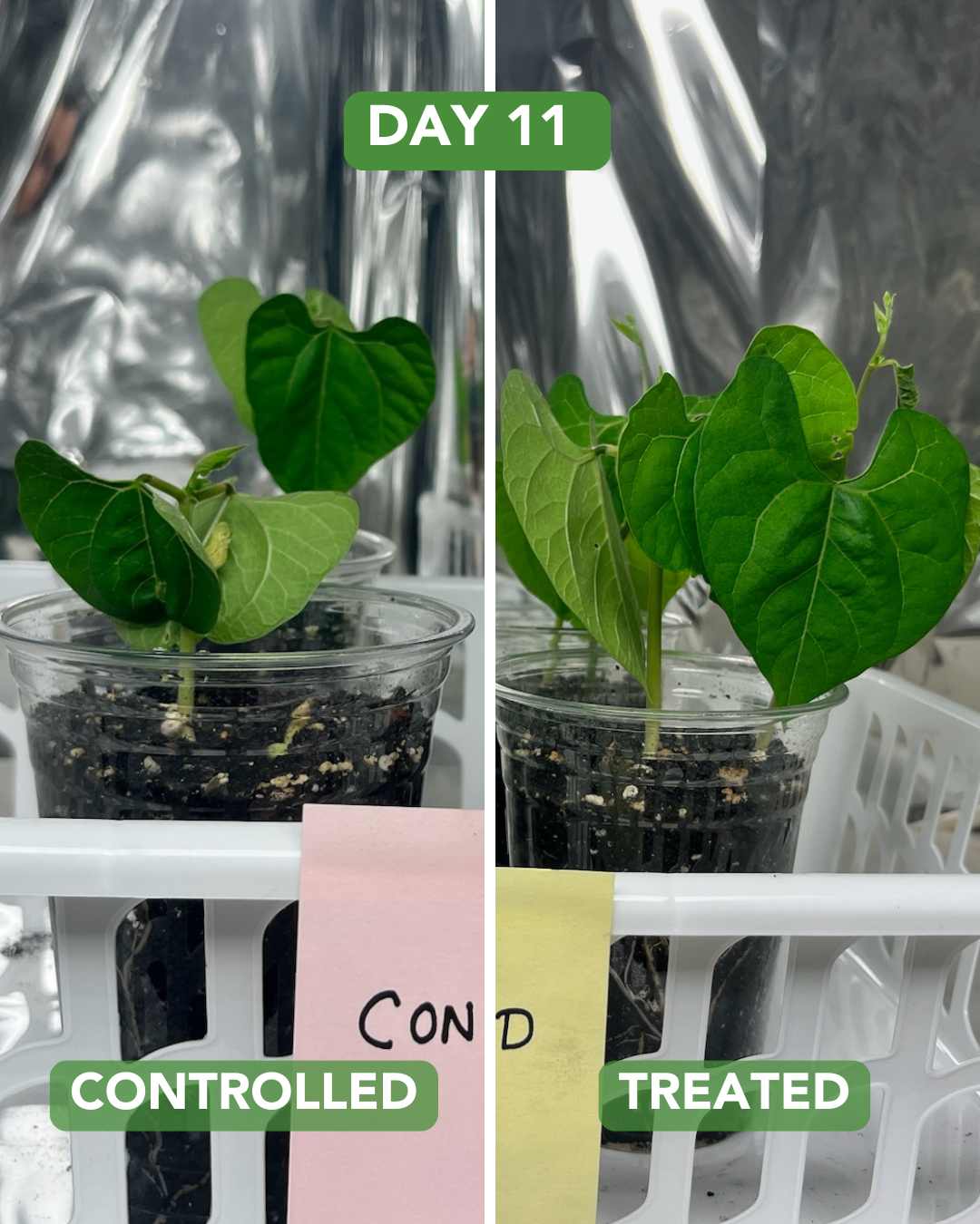 Day 22 Radish Plant Experiment