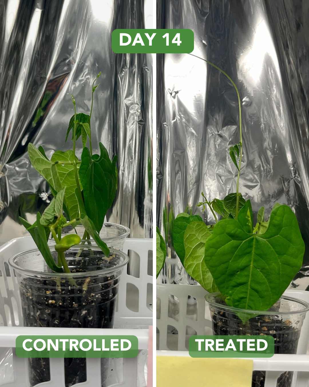 Day 38 Radish Plant Experiment
