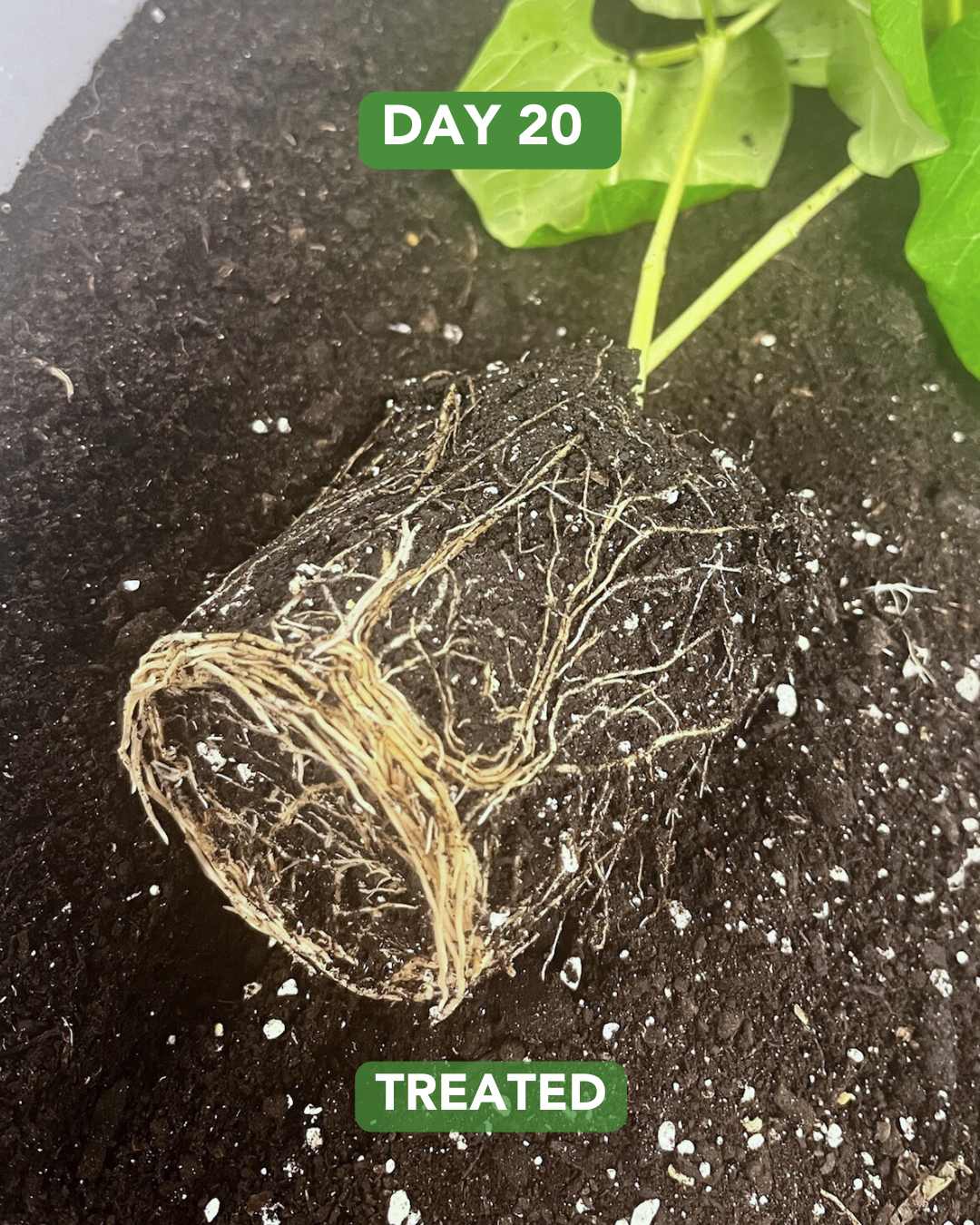 Day 50 Radish Plant Experiment