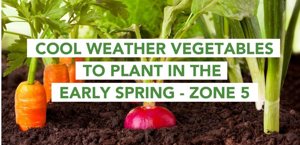 Cool Weather Veggies for Early Spring