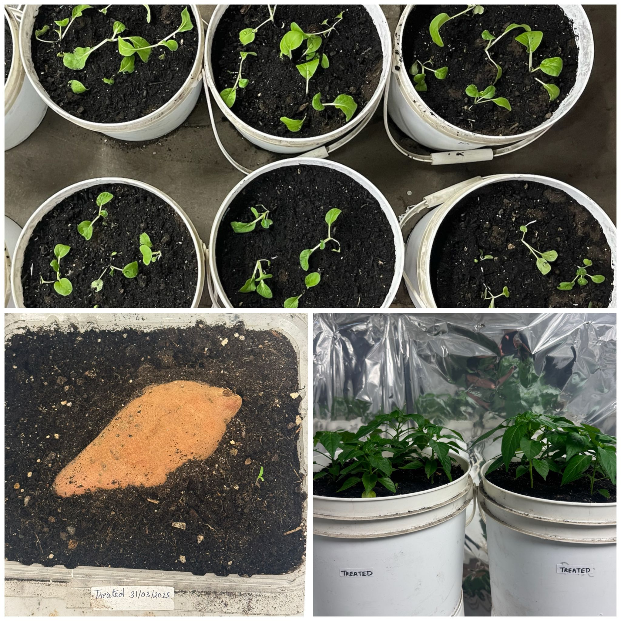 Day 50 Radish Plant Experiment