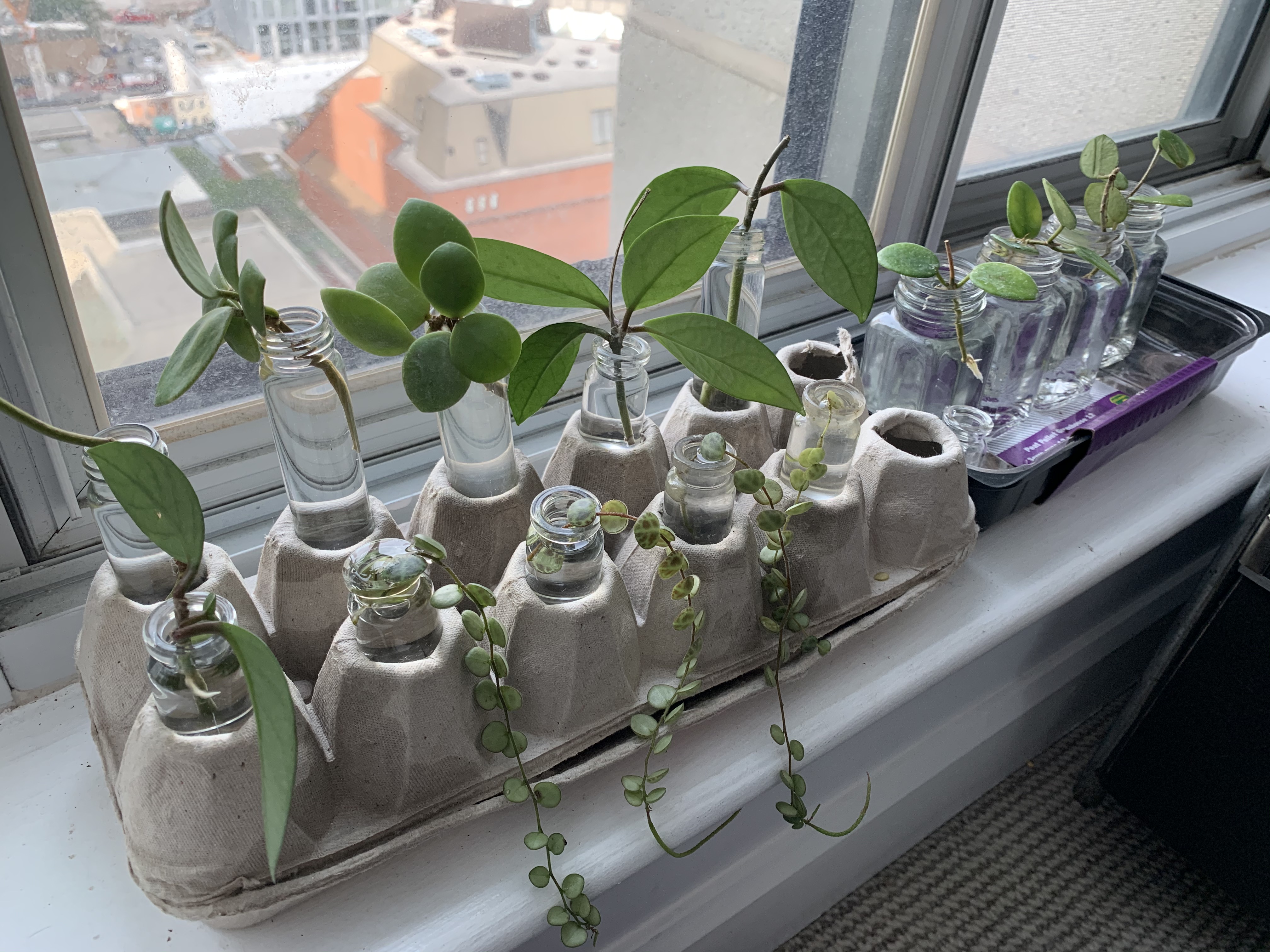 Plant Propagation