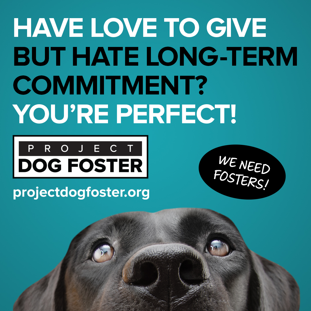 https://stratus.campaign-image.com/images/588246000001830012_zc_v1_1712154923232_projectdogfostersocial_b.jpg