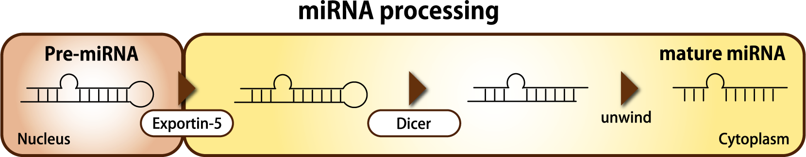 https://stratus.campaign-image.com/images/730199000026354004_zc_v1_1731386763152_minatural、simature.png