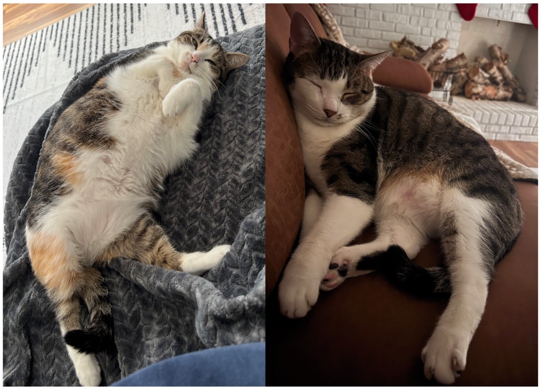 Show off your pets