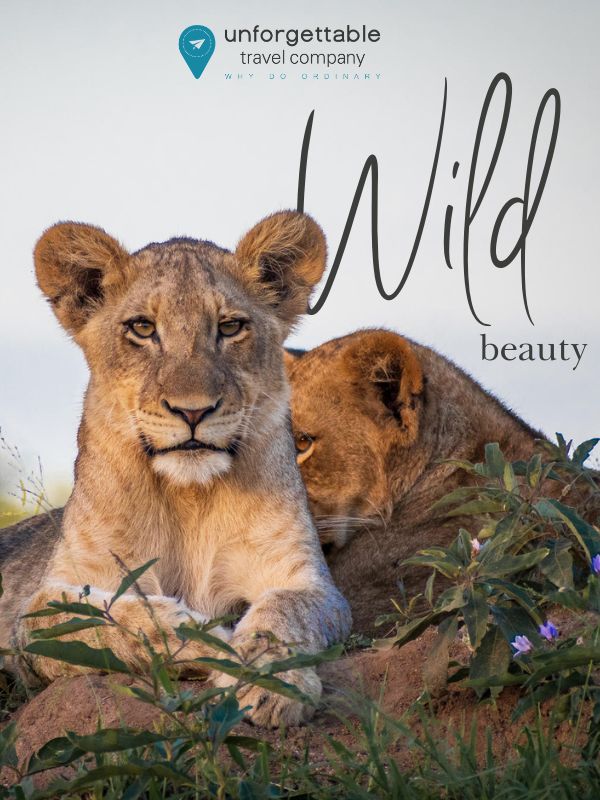 A lioness in Sabi Sands