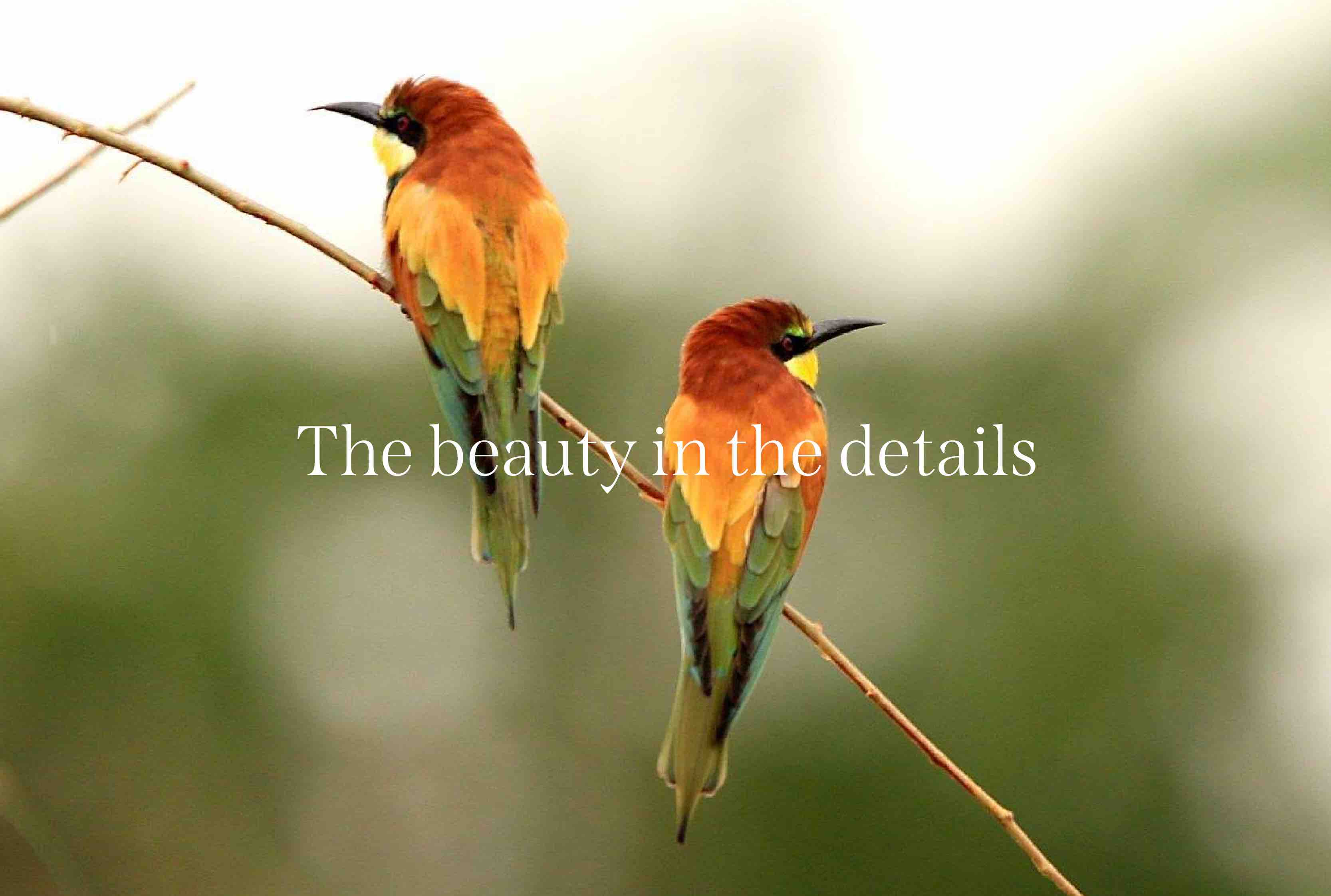 Beauty in the details