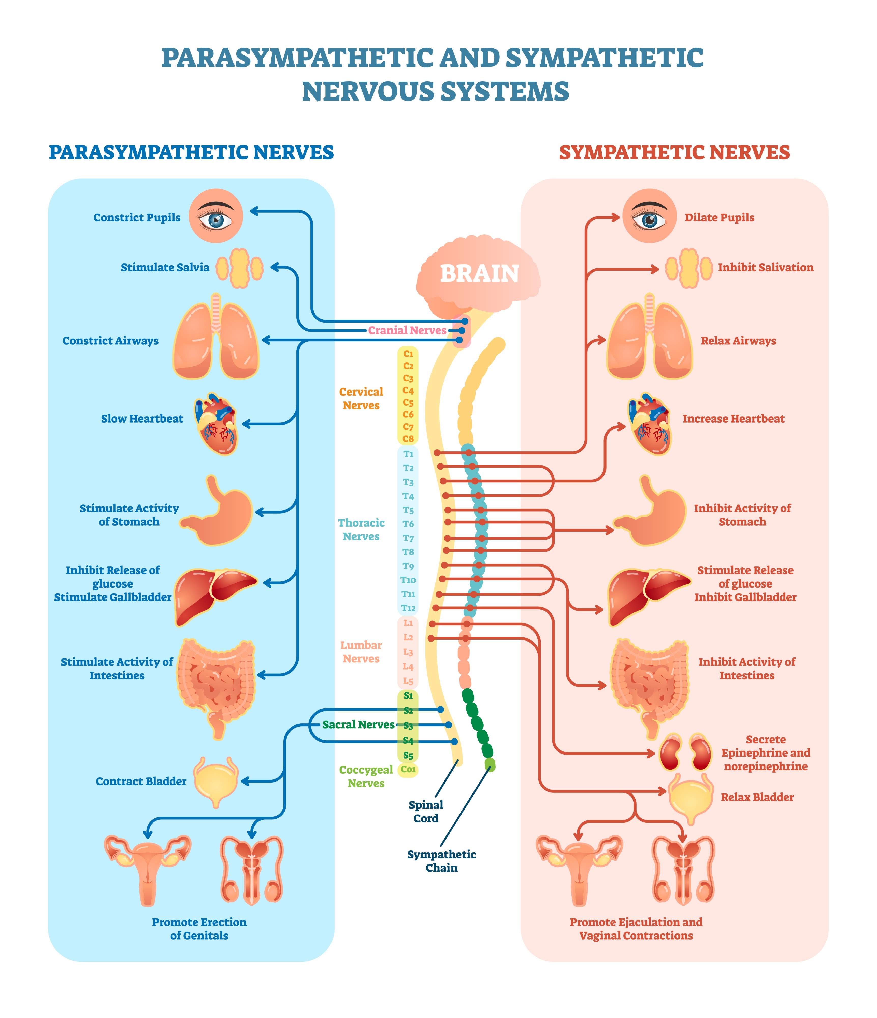 Illustration of histamine interactions in the body